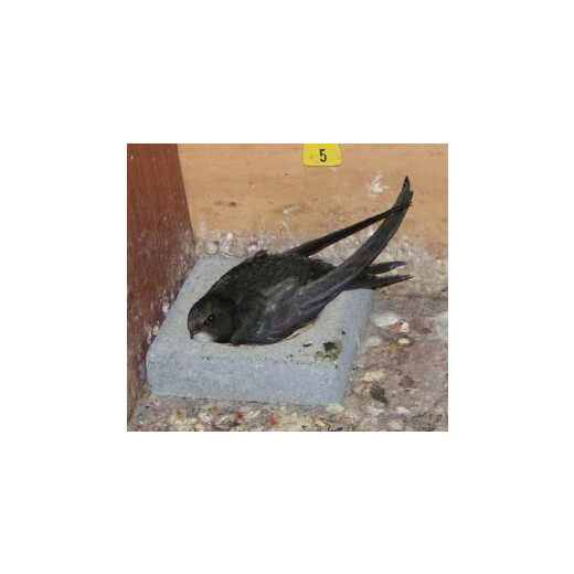 Nest hollow for swift nesting box