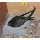 Nest hollow for swift nesting box