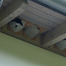 House Martins double nest